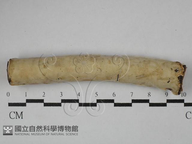 登錄號:F0029279藏品圖，第1張