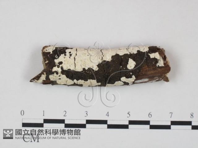 射脈菌屬藏品圖，第1張