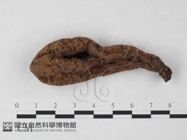 炭角菌屬藏品圖，第1張