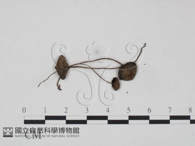 登錄號:F0003279藏品圖，第1張