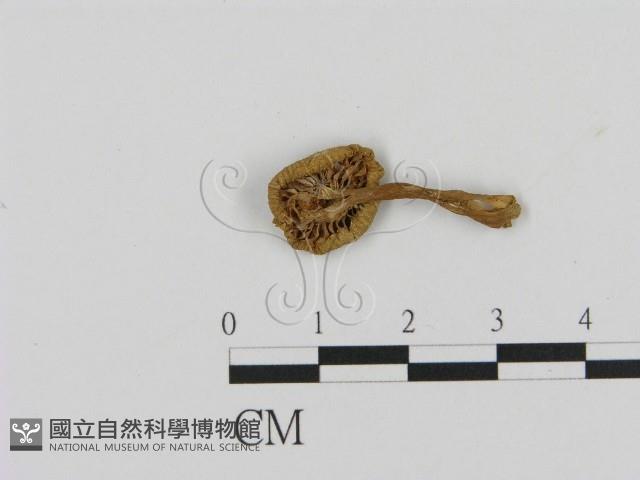乳菇屬藏品圖，第1張
