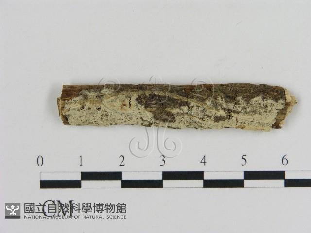 登錄號:F0008879藏品圖，第1張