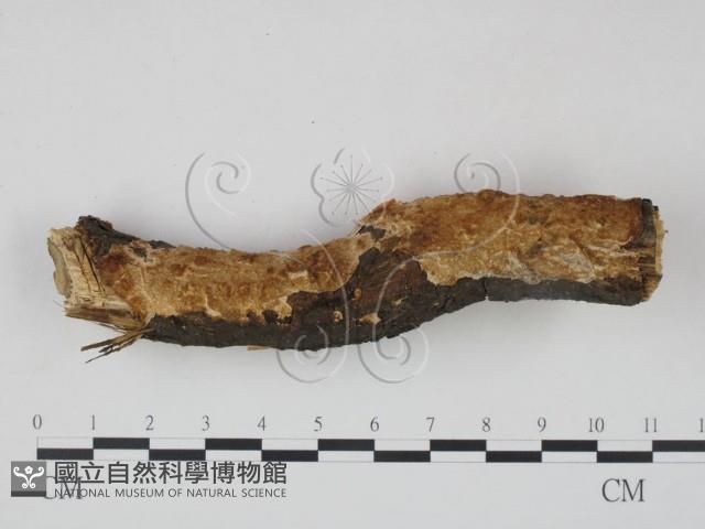 登錄號:F0020879藏品圖，第1張