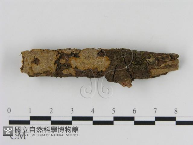 刺革菌屬藏品圖，第1張