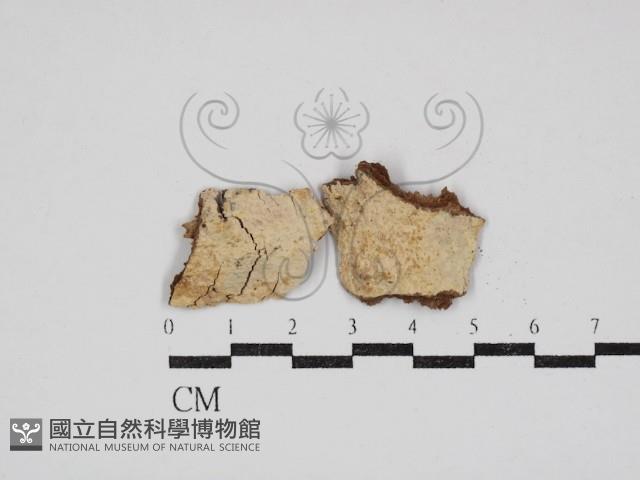 登錄號:F0030879藏品圖，第1張