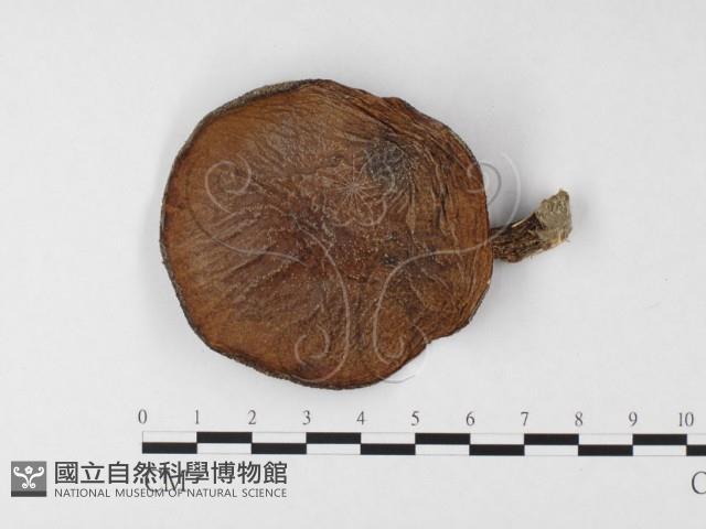 登錄號:F0026879藏品圖，第1張