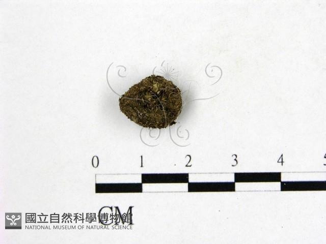 登錄號:F0016879藏品圖，第1張