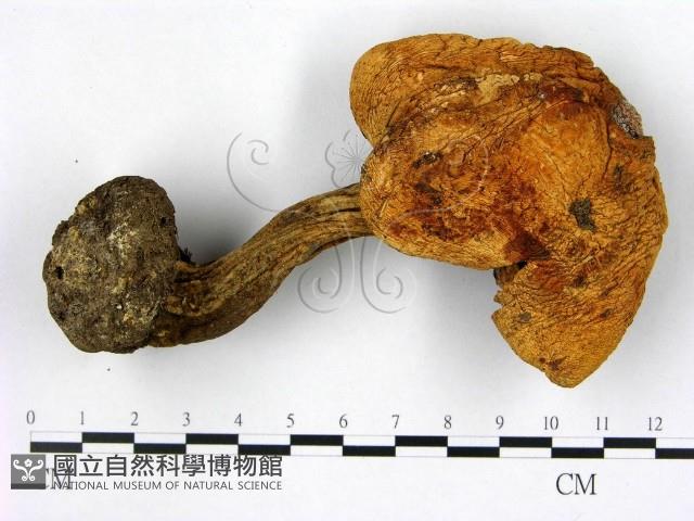 登錄號:F0021879藏品圖，第1張