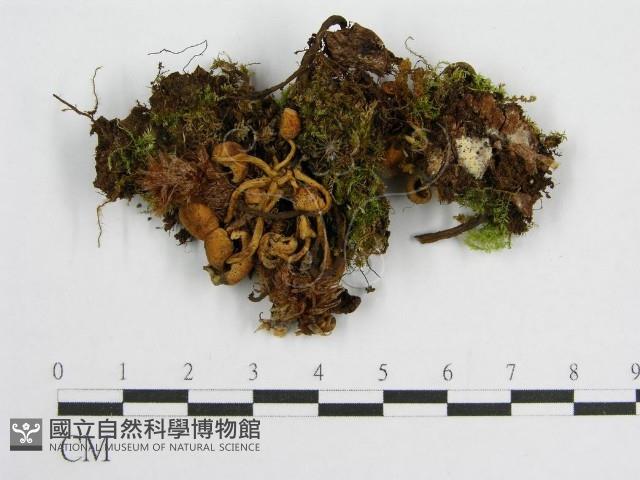 登錄號:F0001879藏品圖，第1張