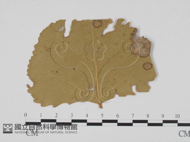 登錄號:F0011879藏品圖，第1張
