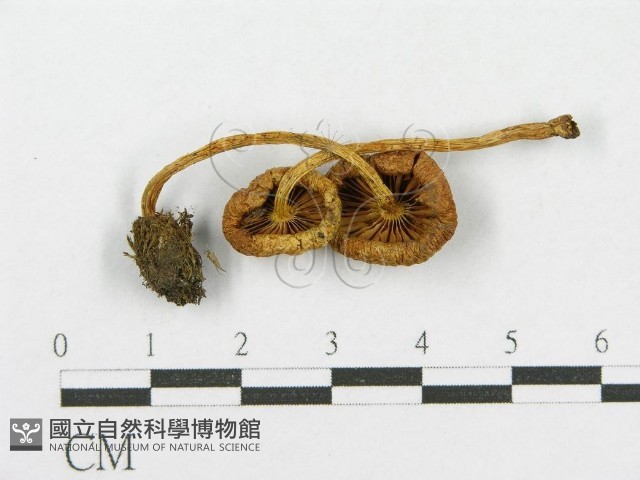 登錄號:F0004879藏品圖，第1張