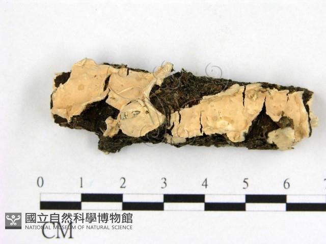 顯絲菌屬藏品圖，第1張