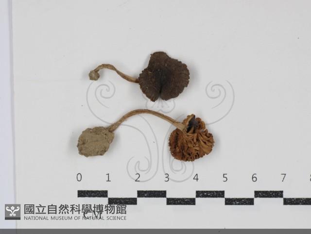 登錄號:F0034879藏品圖，第1張