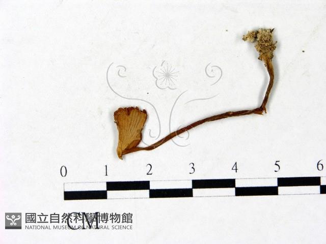 登錄號:F0022879藏品圖，第1張