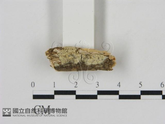 冇骨消絲齒菌藏品圖，第1張