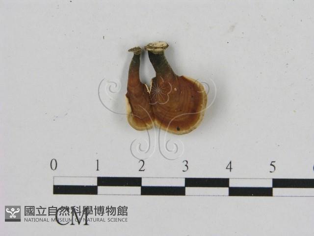 相鄰小孔菌藏品圖，第1張
