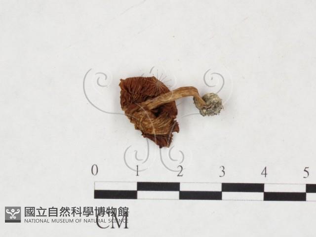 登錄號:F0025879藏品圖，第1張