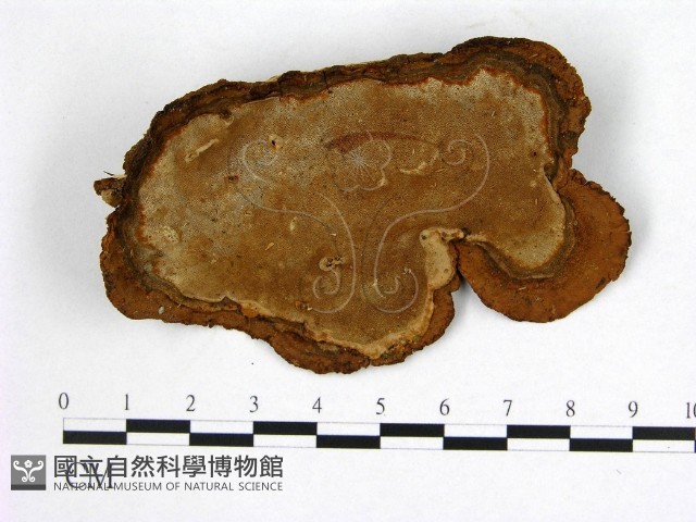 登錄號:F0005879藏品圖，第1張