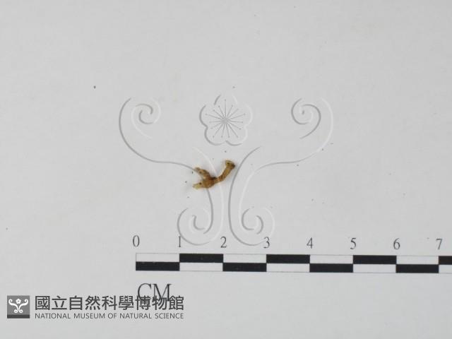 銀耳屬藏品圖，第1張