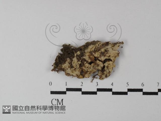 阿太菌屬藏品圖，第1張