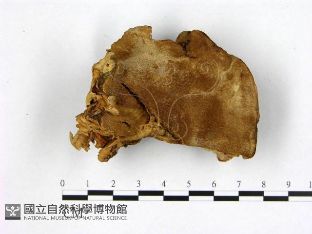 登錄號:F0019879藏品圖，第1張