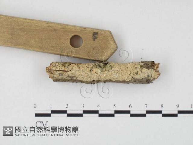 冇骨消絲齒菌藏品圖，第1張