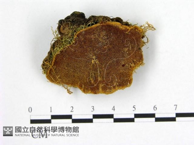 登錄號:F0003879藏品圖，第1張