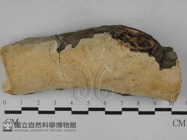 登錄號:F0028979藏品圖，第1張