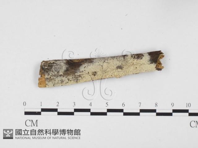 冇骨消絲齒菌藏品圖，第1張