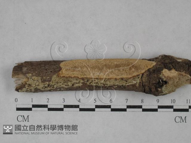 登錄號:F0020979藏品圖，第1張