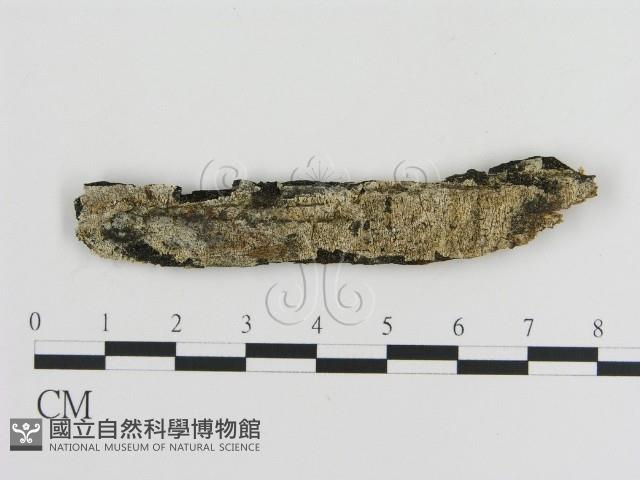登錄號:F0000979藏品圖，第1張