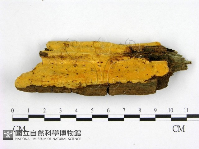 登錄號:F0006979藏品圖，第1張