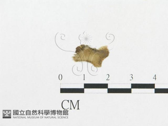 登錄號:F0016979藏品圖，第1張