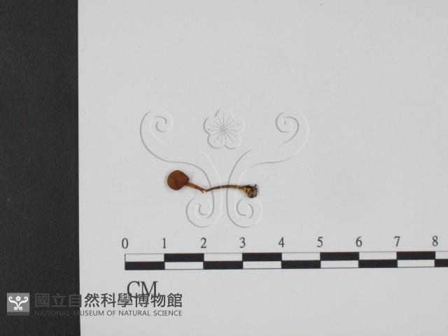 登錄號:F0021979藏品圖，第1張