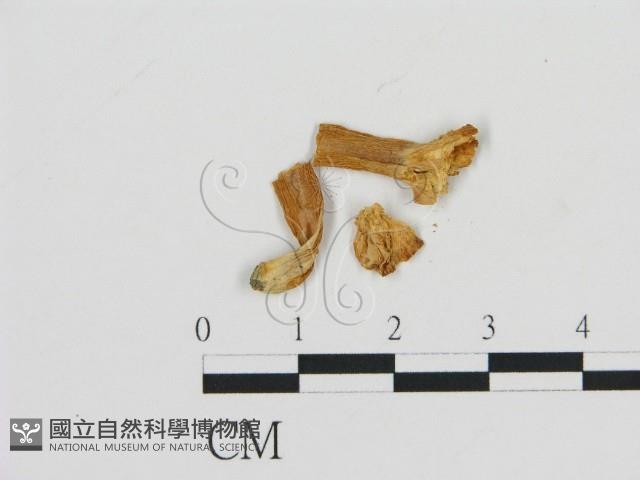 濕傘屬藏品圖，第1張