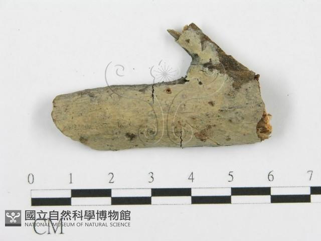 登錄號:F0014979藏品圖，第1張