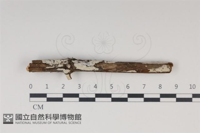 登錄號:F0034979藏品圖，第1張