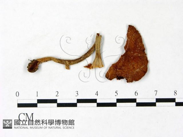 登錄號:F0022979藏品圖，第1張