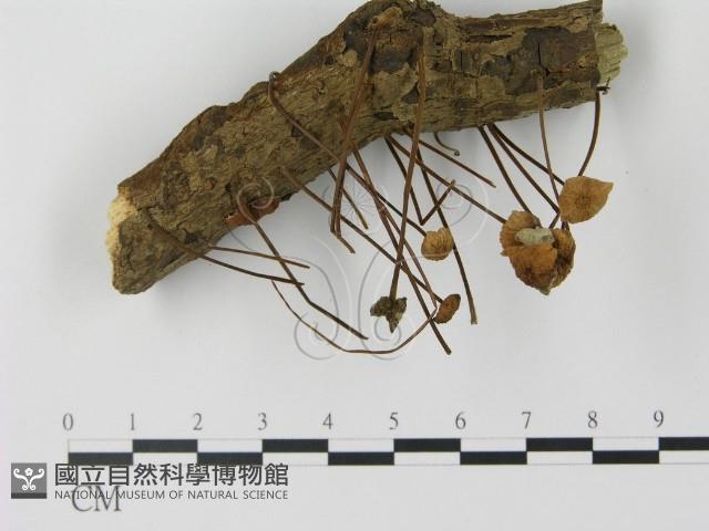 登錄號:F0012979藏品圖，第1張