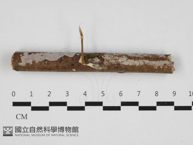登錄號:F0032979藏品圖，第1張