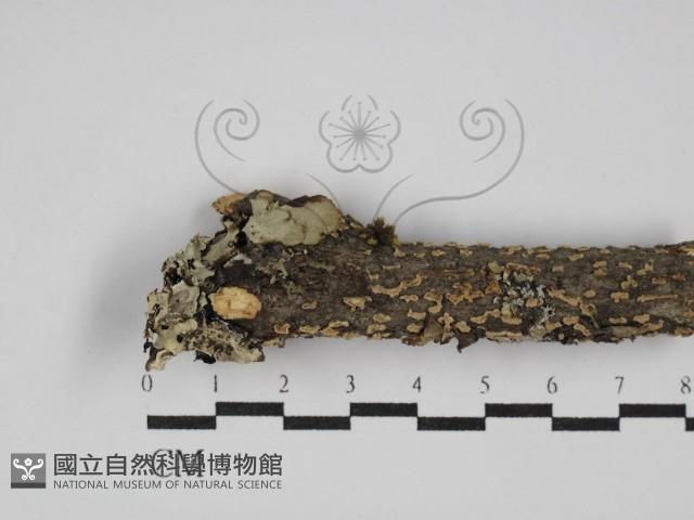 登錄號:F0027979藏品圖，第1張