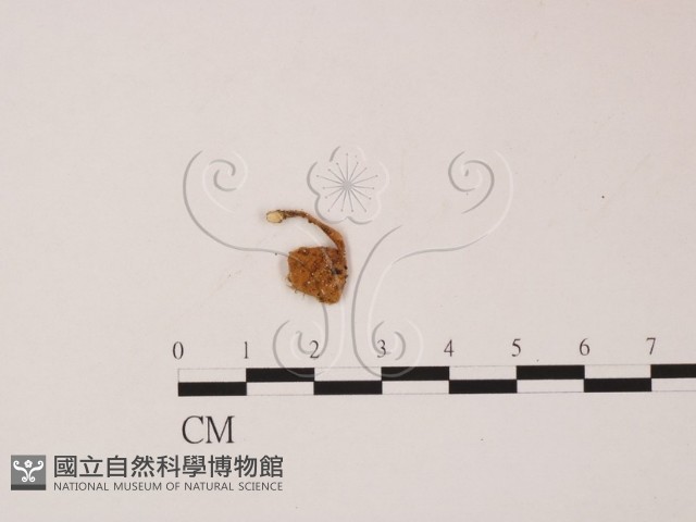 登錄號:F0007979藏品圖，第1張