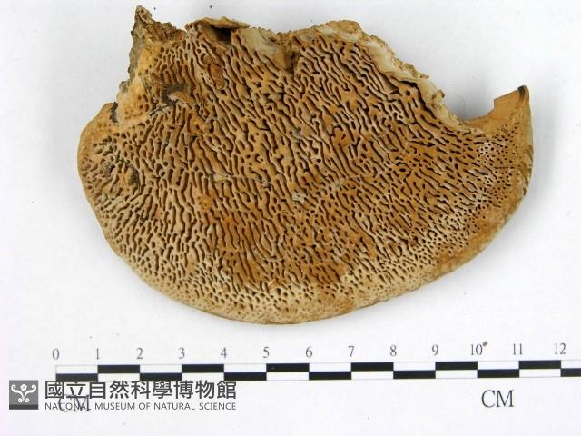 登錄號:F0005979藏品圖，第1張