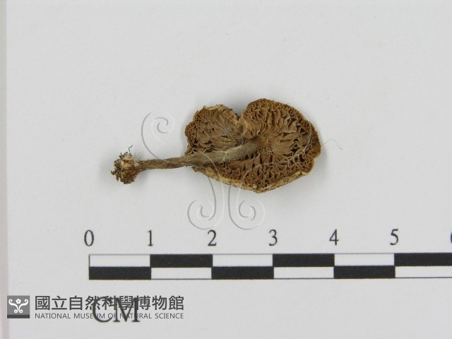 登錄號:F0015979藏品圖，第1張