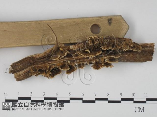 登錄號:F0019979藏品圖，第1張