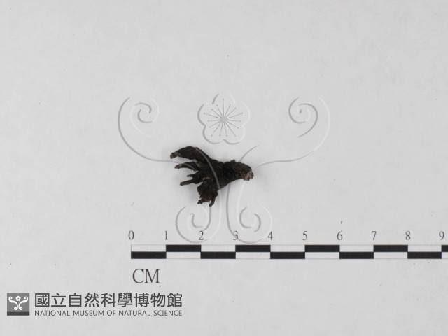 炭角菌屬藏品圖，第1張