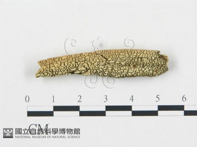 登錄號:F0003979藏品圖，第1張