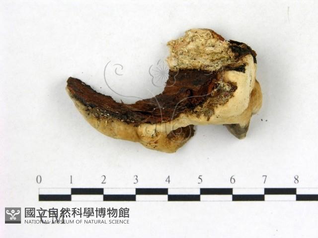 登錄號:F0013979藏品圖，第1張