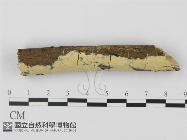 登錄號:F0008679藏品圖，第1張