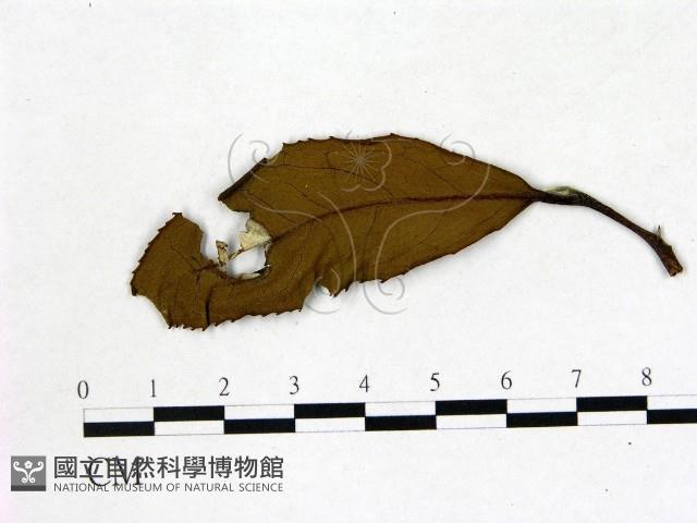 登錄號:F0020679藏品圖，第1張